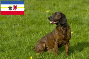 Read more about the article Hannoverscher Schweißhund crescători și căței în Mecklenburg-Vorpommern