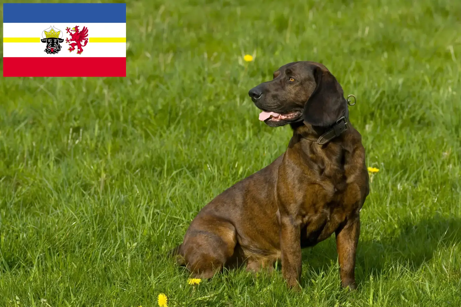 Read more about the article Hannoverscher Schweißhund crescători și căței în Mecklenburg-Vorpommern