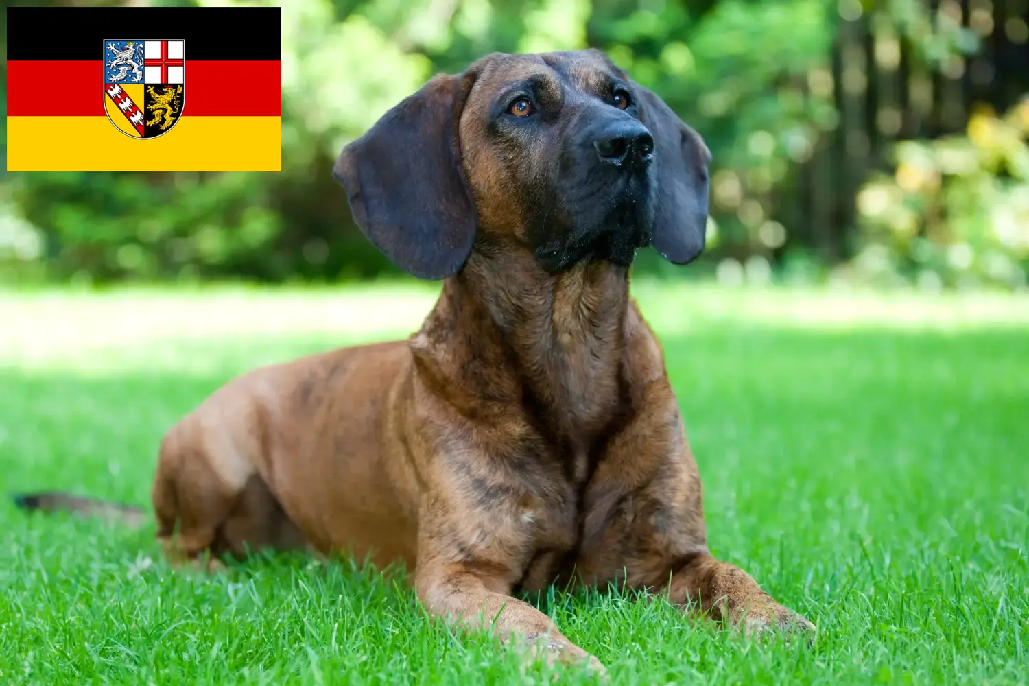 Read more about the article Hanoverian Welding Dog Breeder și căței în Saarland