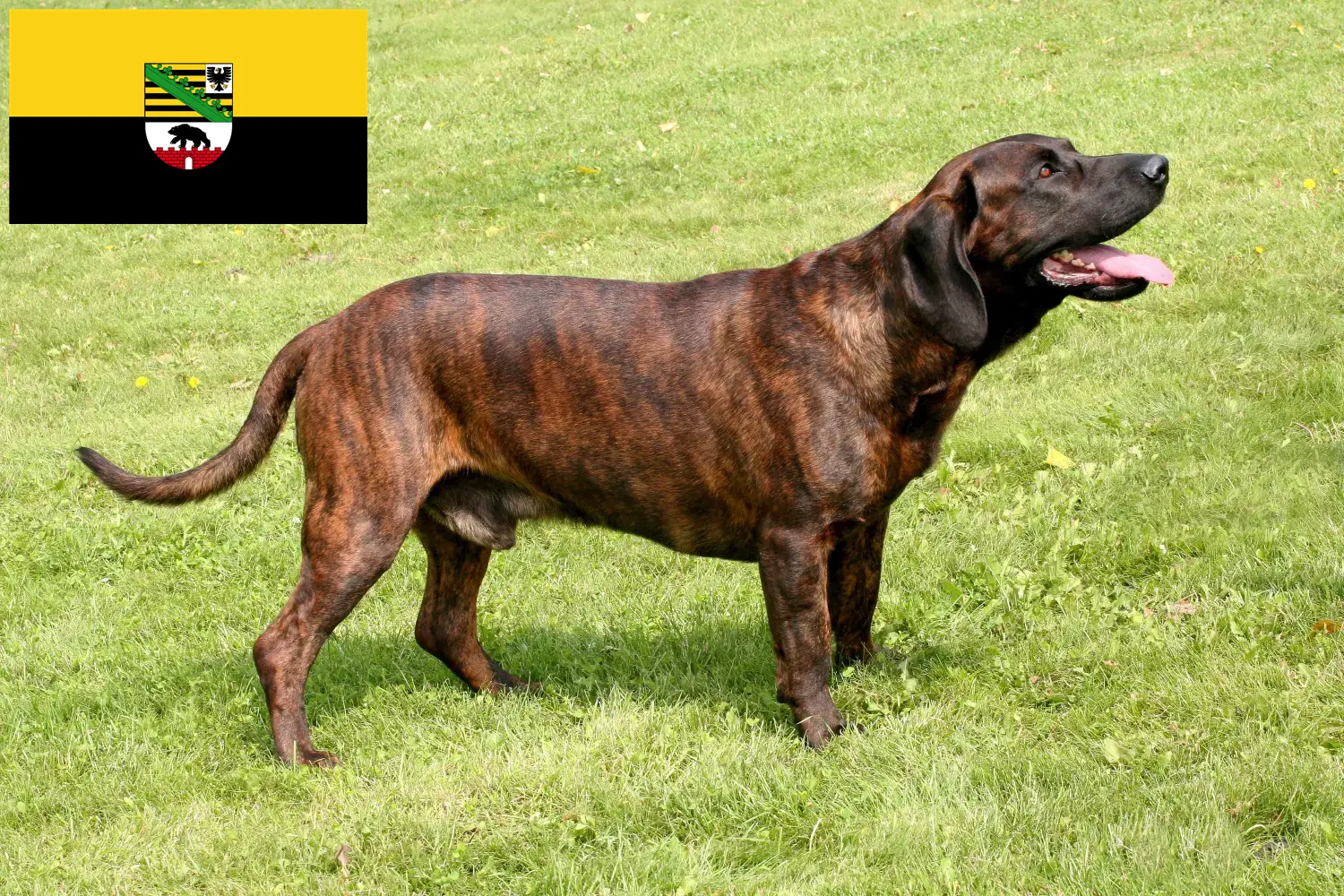 Read more about the article Hannoverscher Schweißhund crescători și căței în Saxonia-Anhalt