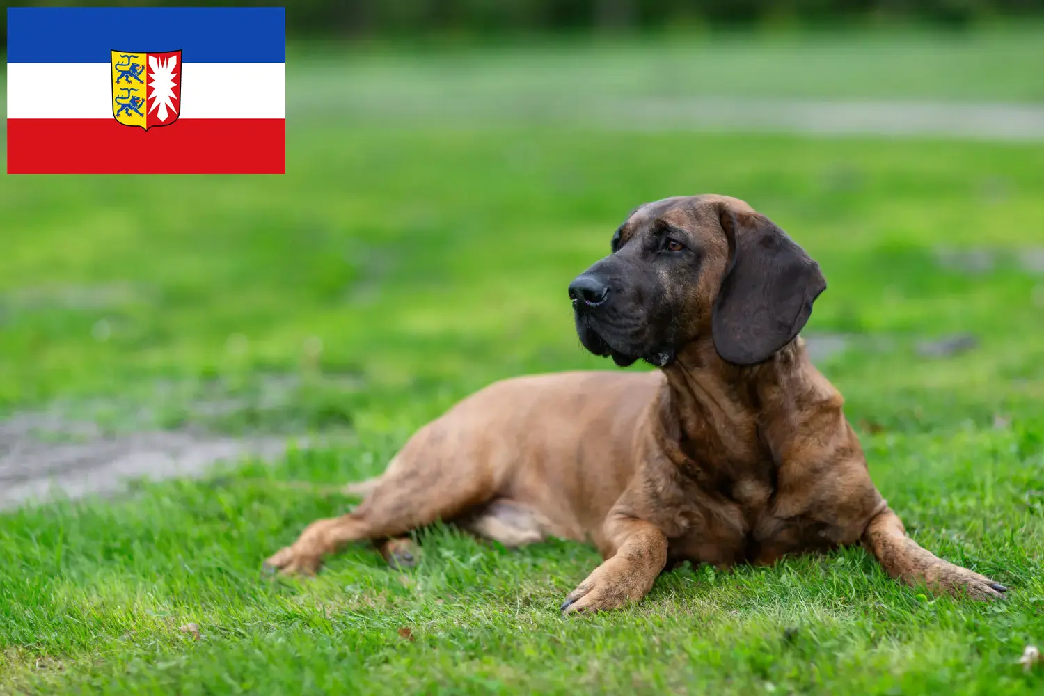 Read more about the article Hannoverscher Schweißhund crescători și căței în Schleswig-Holstein