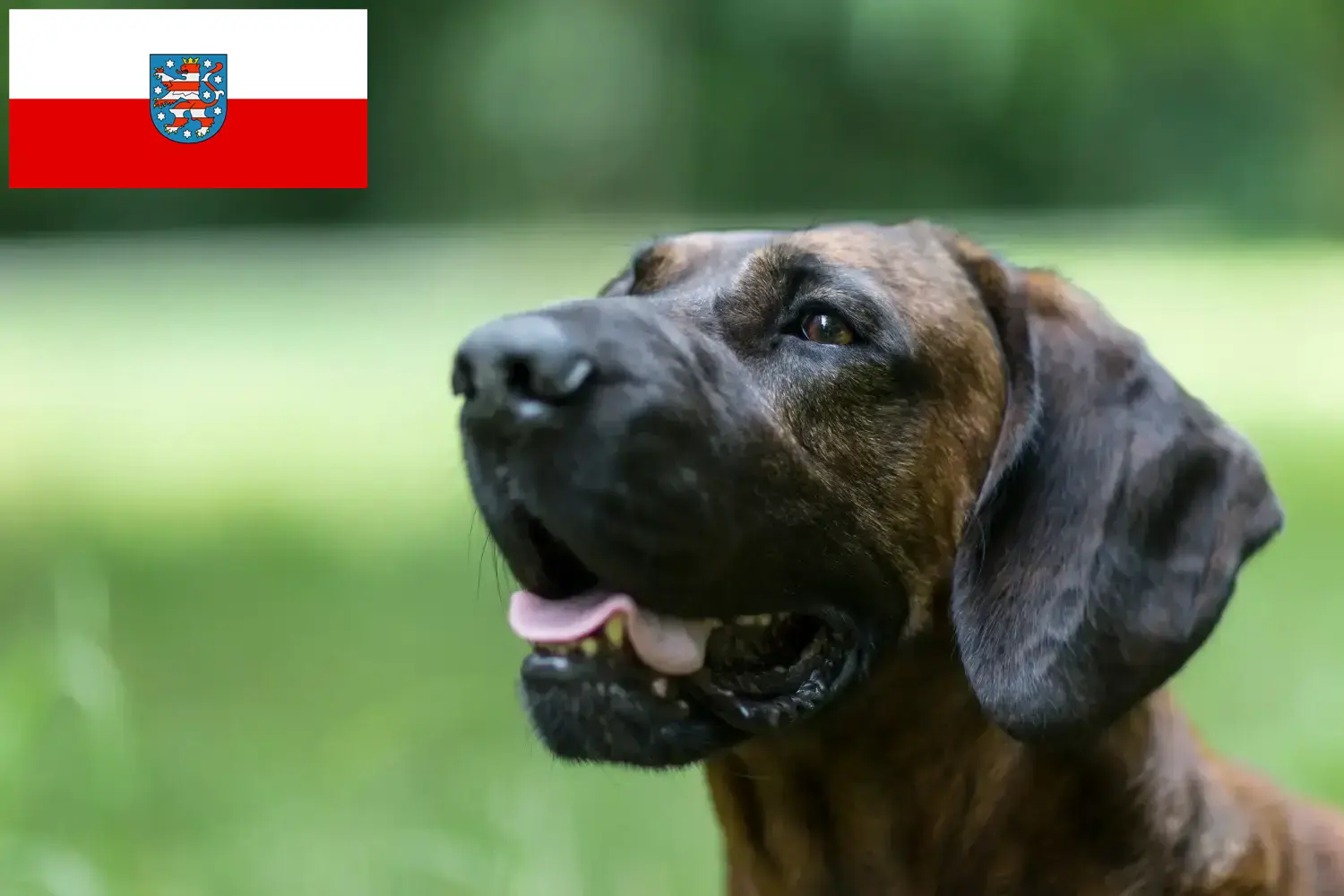 Read more about the article Hannoverscher Schweißhund crescători și căței în Thuringia