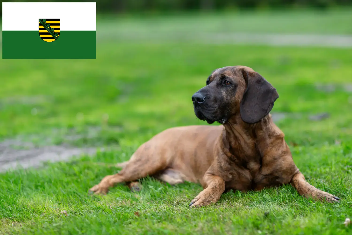 Read more about the article Hannoverscher Schweißhund crescători și căței în Saxonia