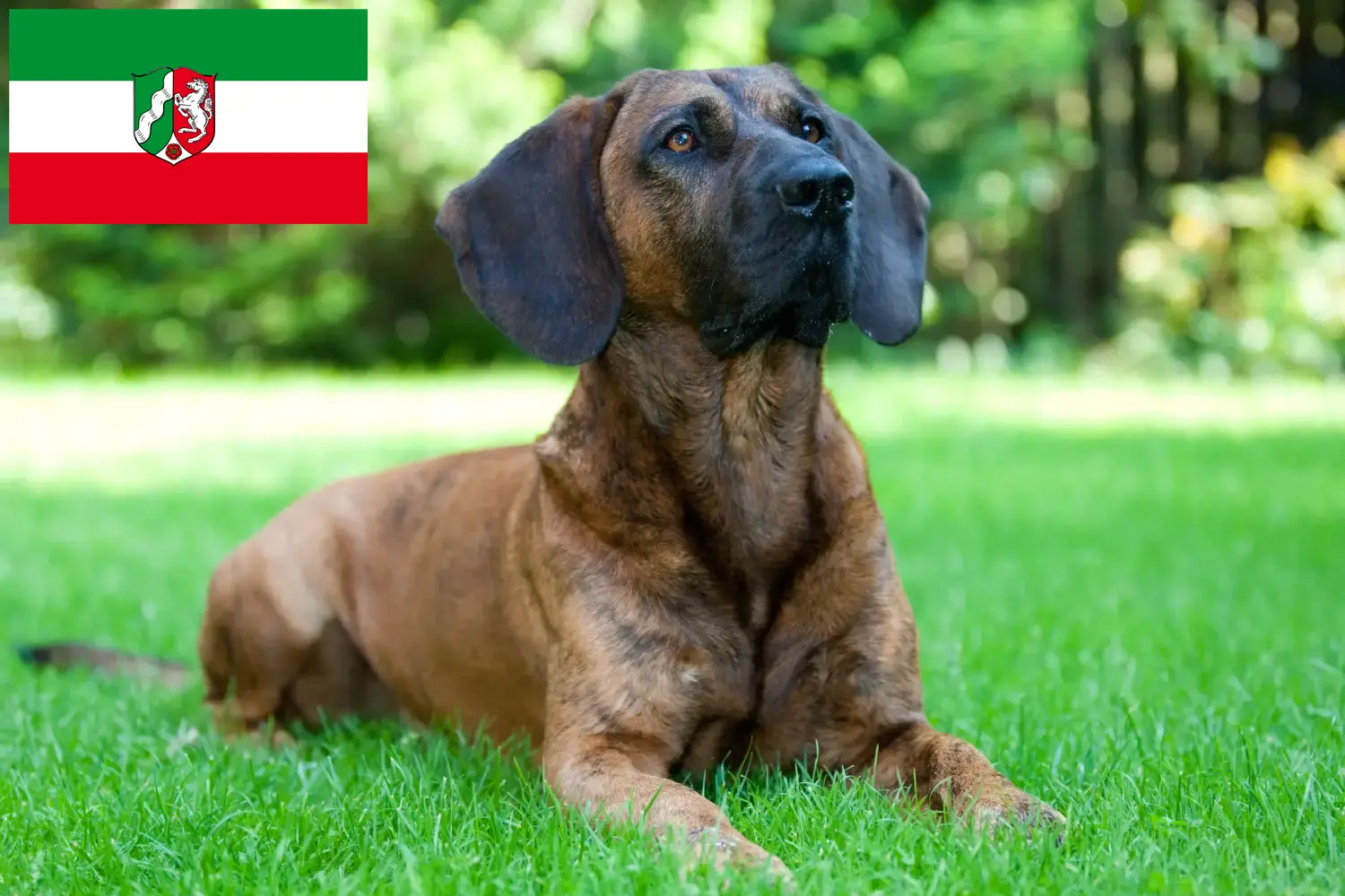 Read more about the article Hannoverscher Schweißhund crescători și căței în Renania de Nord-Westfalia