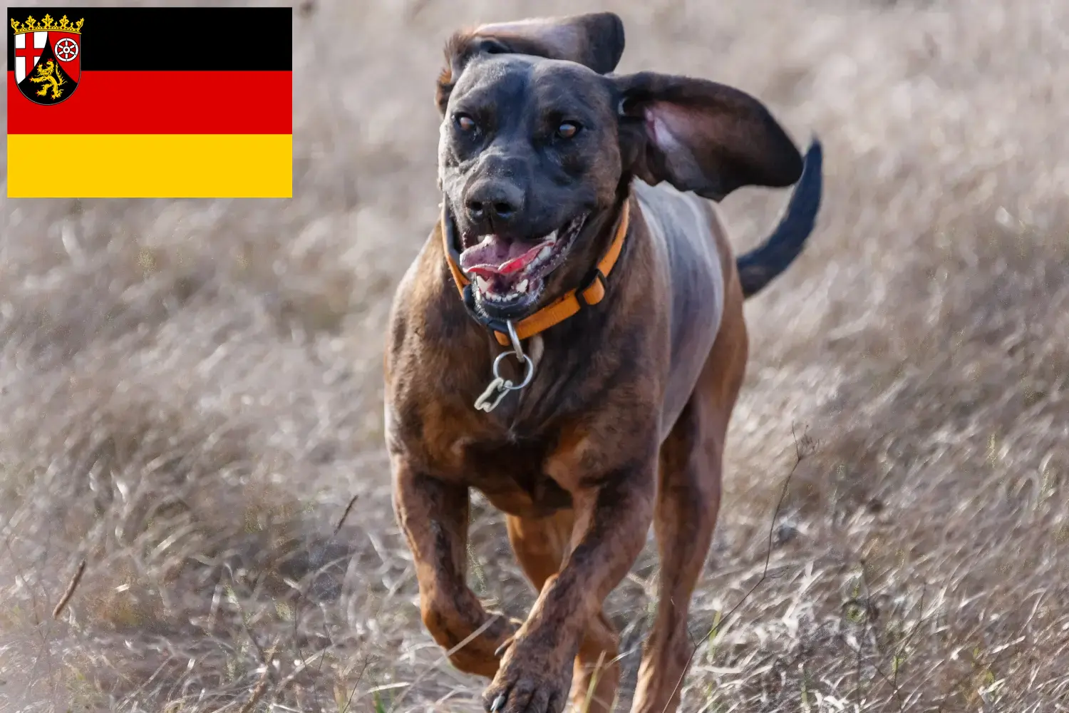 Read more about the article Hannoverscher Schweißhund crescători și căței în Renania-Palatinat