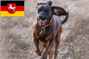 Read more about the article Hannoverscher Schweißhund crescători și căței în Saxonia Inferioară