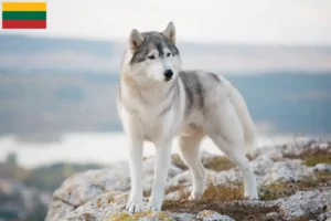 Read more about the article Crescători și căței Husky în Lituania