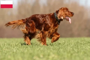 Read more about the article Irlandez Red Setter crescători și căței în Polonia