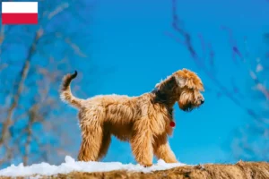 Read more about the article Irish Soft Coated Wheaten Terrier crescători și căței în Polonia