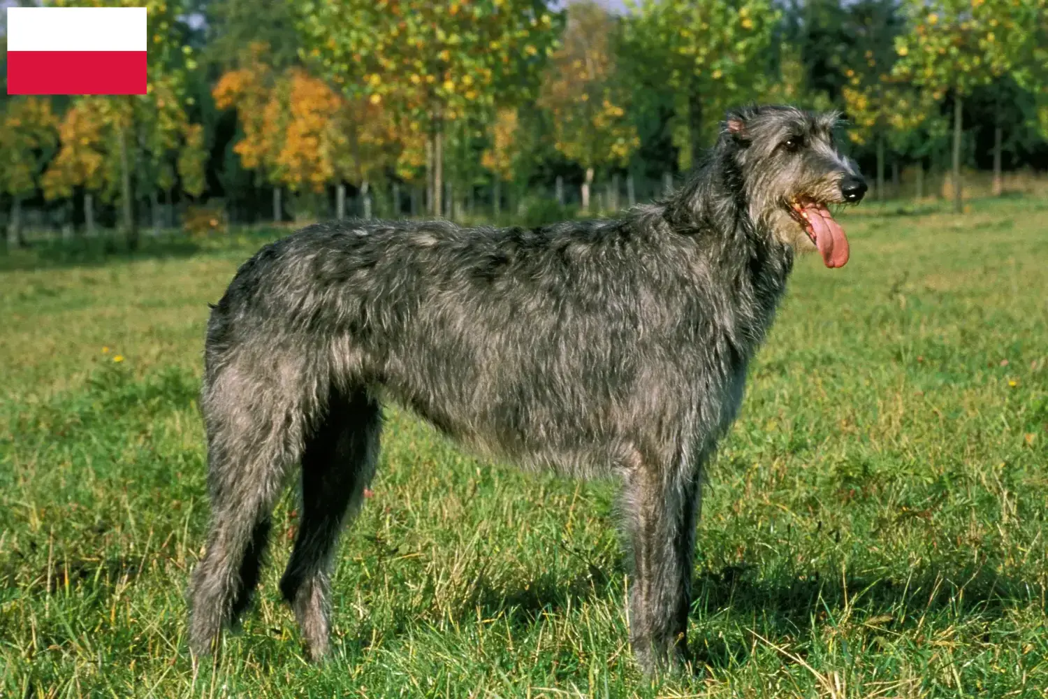 Read more about the article Crescători și căței Irish Wolfhound în Polonia