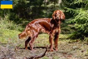 Read more about the article Irlandez Red Setter crescători și căței în Ucraina