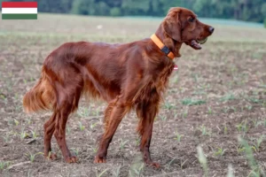 Read more about the article Crescători și căței Setter roșu irlandez în Ungaria