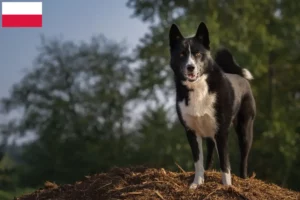 Read more about the article Karelian Bear Crescători de câini și căței în Polonia