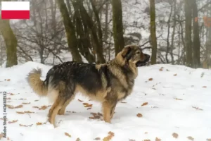 Read more about the article Karst Sheepdog crescători și căței în Polonia