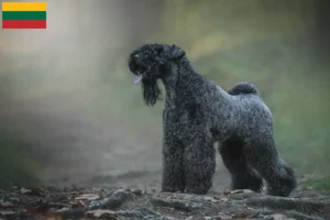 Read more about the article Kerry Blue Terrier crescători și căței în Lituania