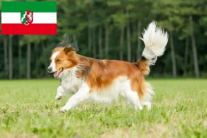 Read more about the article Crescători de Kooikerhondje olandezi și căței în Renania de Nord-Westfalia