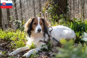 Read more about the article Crescători de Kooikerhondje olandez și căței în Slovacia