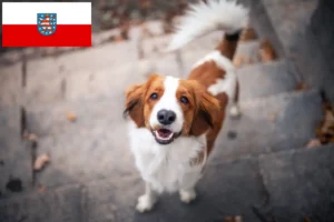 Read more about the article Crescători de Kooikerhondje olandezi și căței în Thuringia