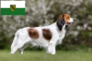 Read more about the article Crescători de Kooikerhondje olandezi și căței în Saxonia