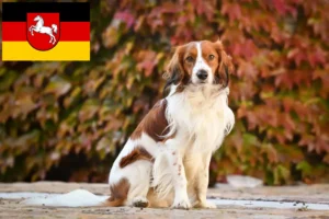 Read more about the article Crescători de Kooikerhondje olandezi și căței în Saxonia Inferioară