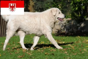 Read more about the article Kuvasz crescători și căței în Brandenburg