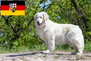 Read more about the article Kuvasz crescători și căței în Saarland