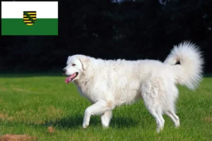 Read more about the article Kuvasz crescători și căței în Saxonia