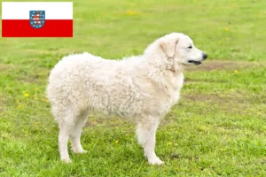 Read more about the article Kuvasz crescători și căței în Thuringia