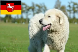 Read more about the article Kuvasz crescători și căței în Saxonia Inferioară