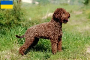 Read more about the article Lagotto Romagnolo crescători și căței în Ucraina