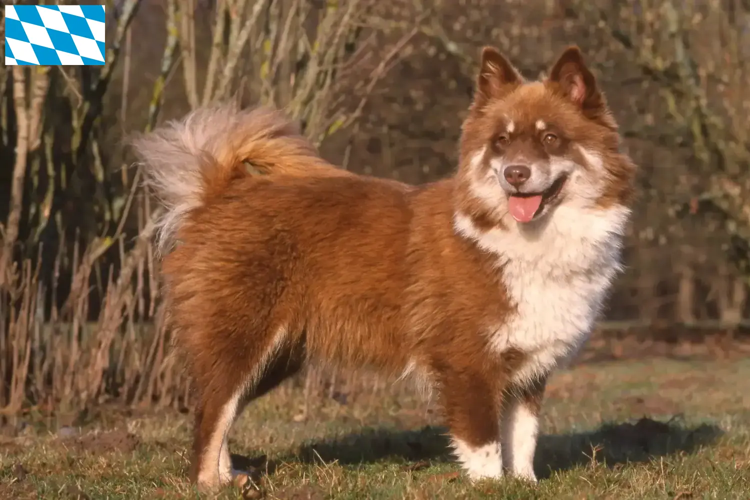 Read more about the article Finnish Lapphund crescători și căței în Bavaria