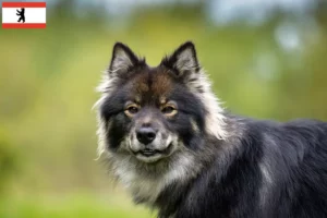 Read more about the article Finnish Lapphund crescător și căței în Berlin