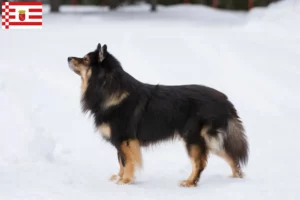 Read more about the article Finnish Lapphund crescător și căței în Bremen