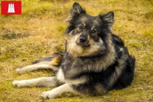 Read more about the article Finnish Lapphund crescător și căței în Hamburg