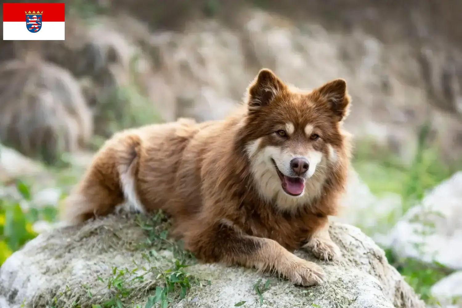 Read more about the article Finnish Lapphund crescători și căței în Hesse