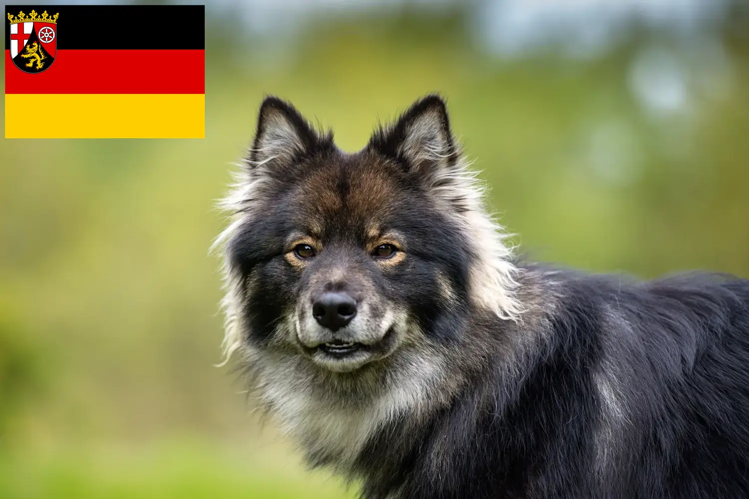 Read more about the article Finnish Lapphund crescători și căței în Renania-Palatinat