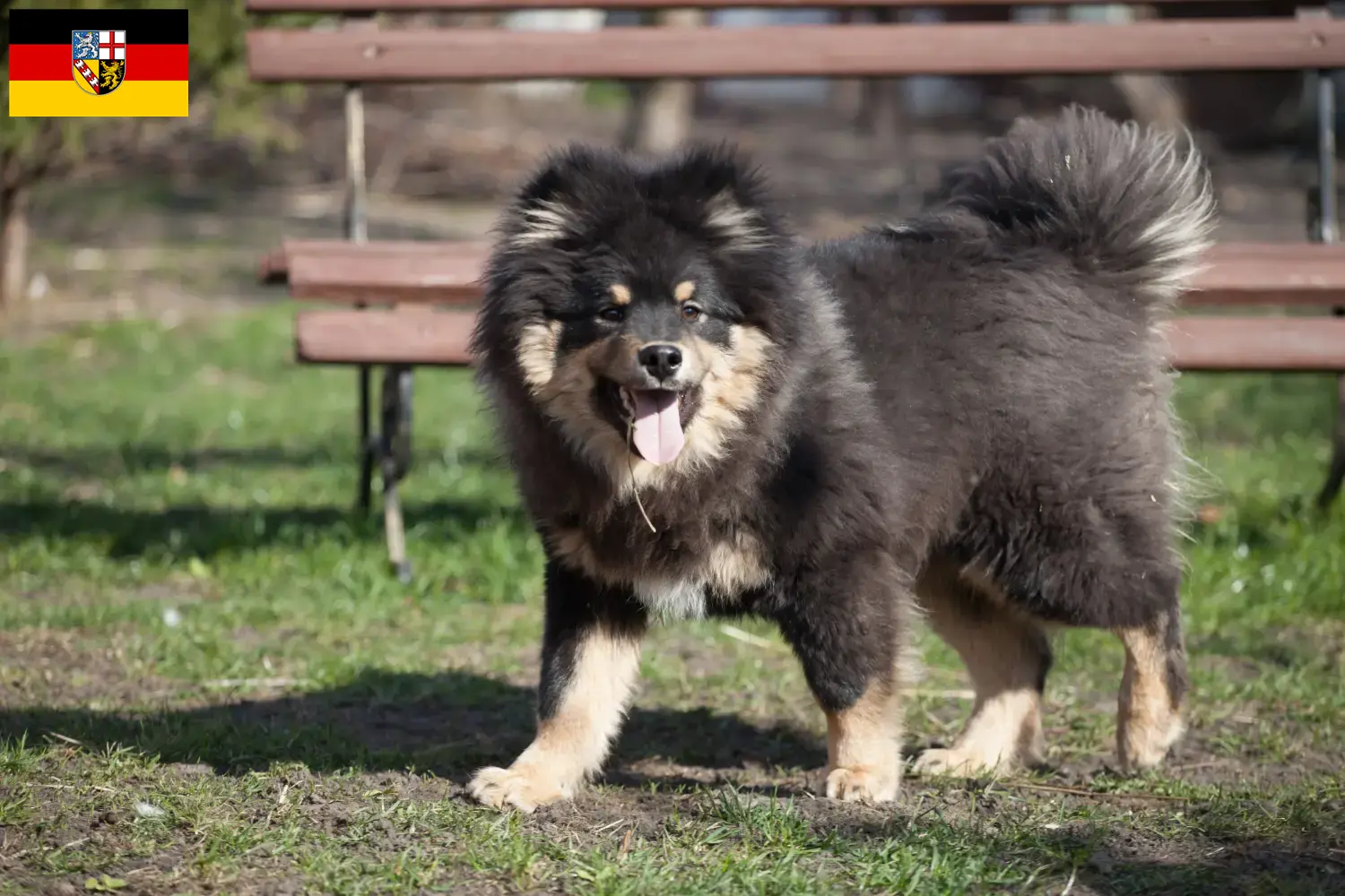 Read more about the article Finnish Lapphund crescători și căței în Saarland