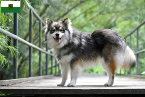 Read more about the article Finnish Lapphund crescători și căței în Saxonia