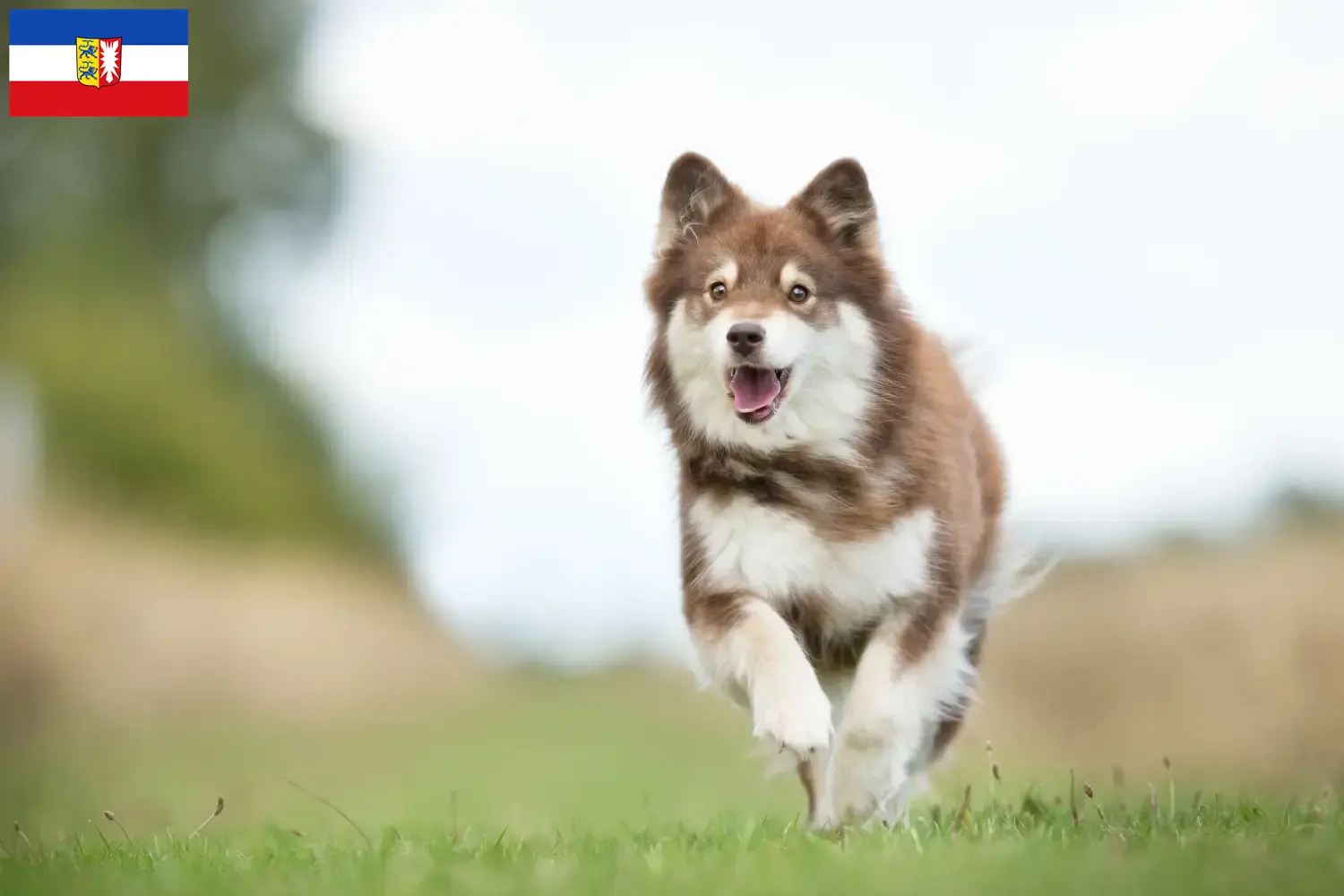 Read more about the article Finnish Lapphund crescători și căței în Schleswig-Holstein