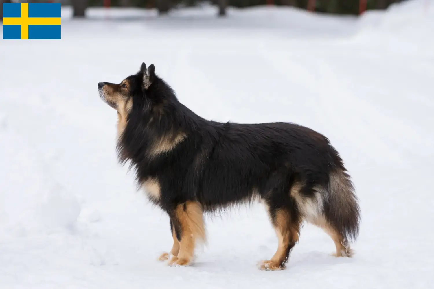 Read more about the article Crescători de Lapphund finlandez și căței în Suedia