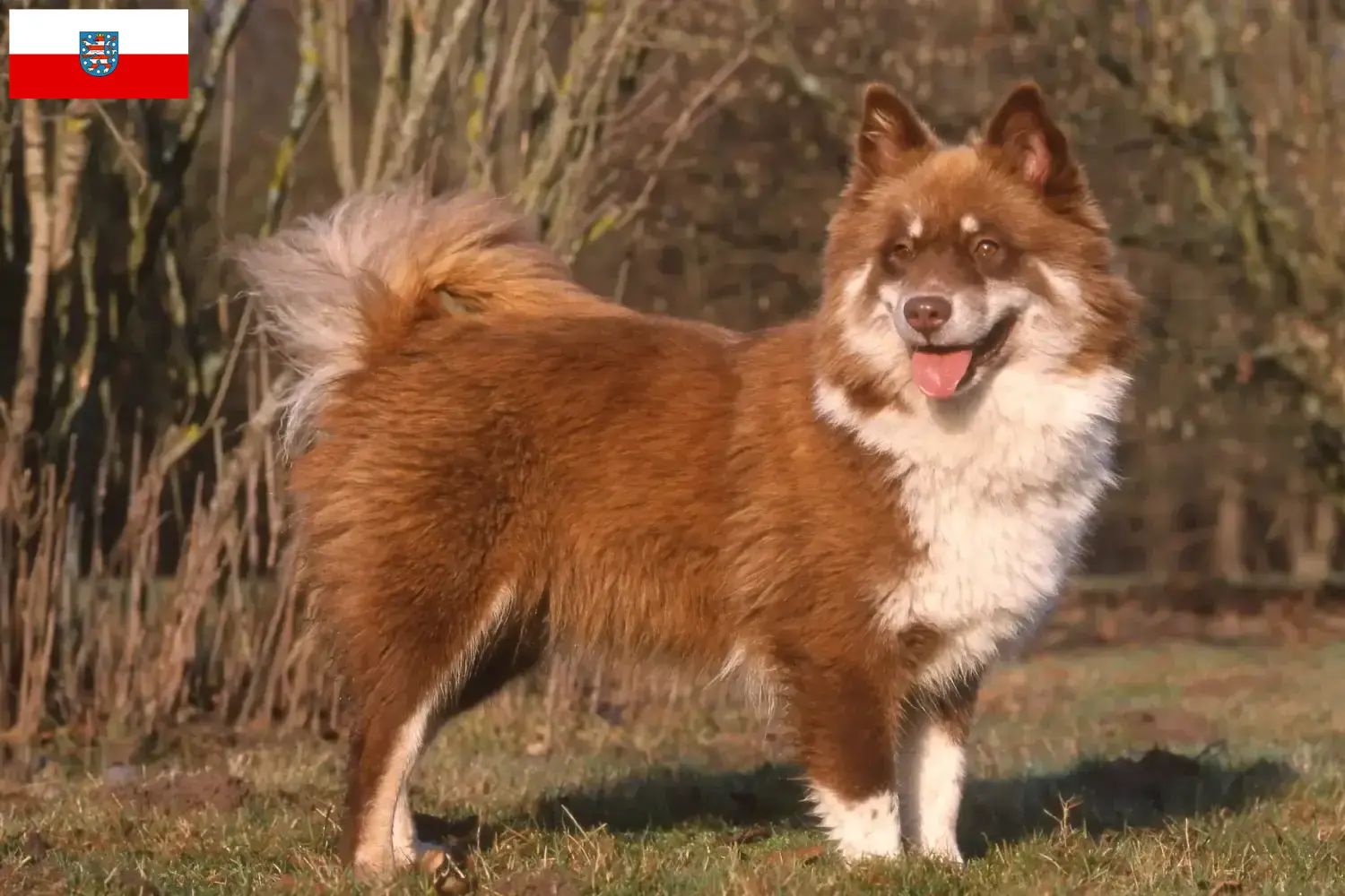 Read more about the article Finnish Lapphund crescători și căței în Thuringia