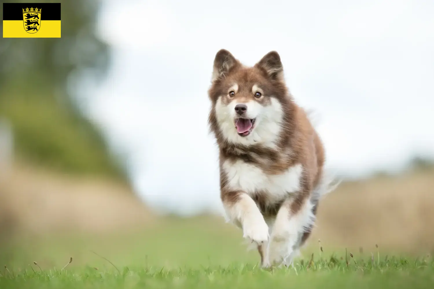 Read more about the article Finnish Lapphund crescători și căței în Baden-Württemberg