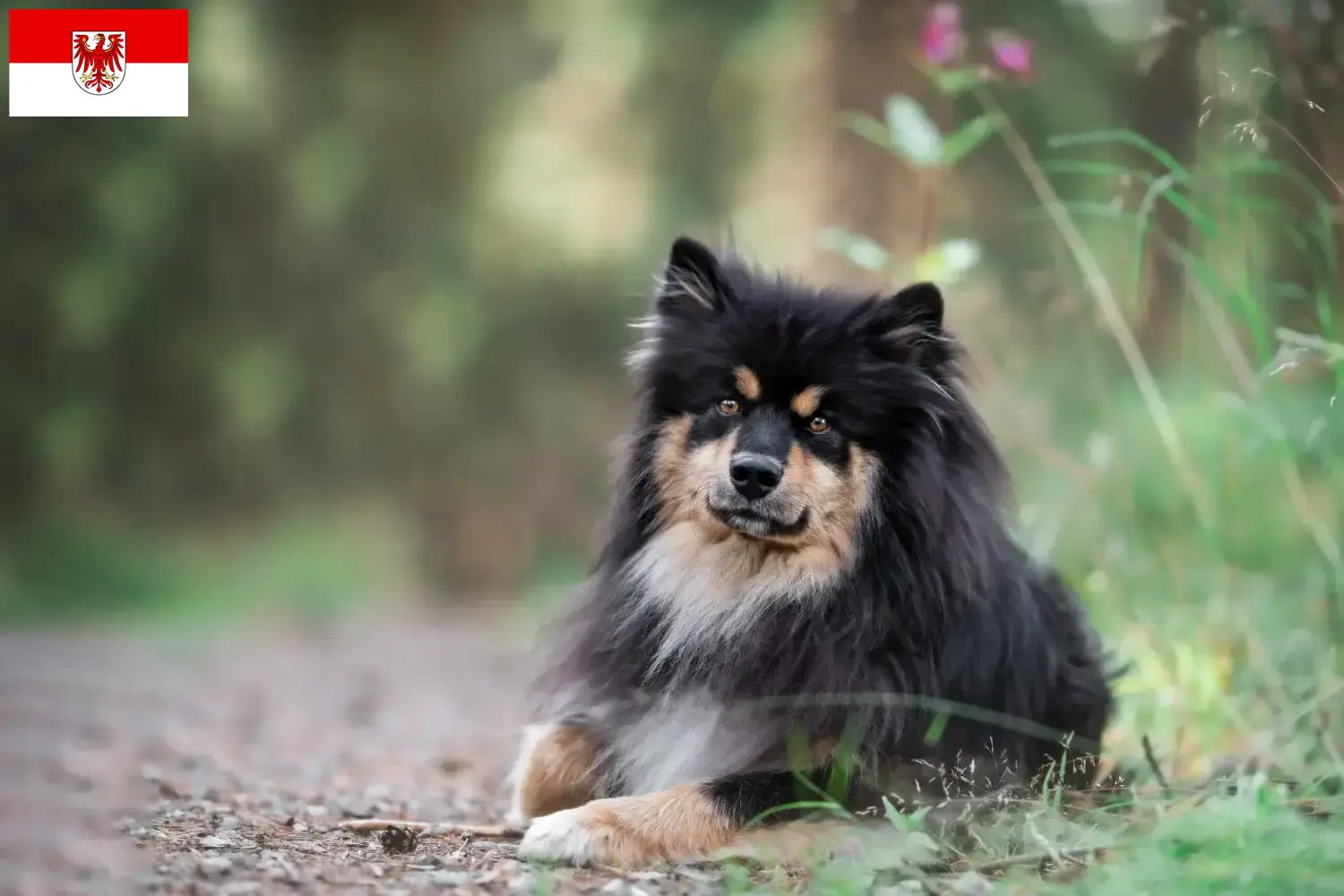 Read more about the article Finnish Lapphund crescători și căței în Brandenburg