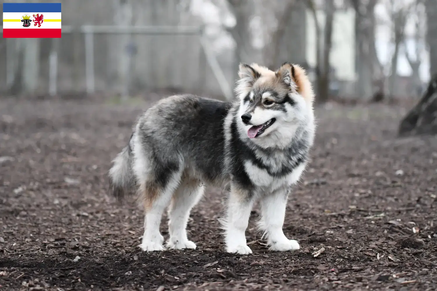 Read more about the article Finnish Lapphund crescători și căței în Mecklenburg-Vorpommern