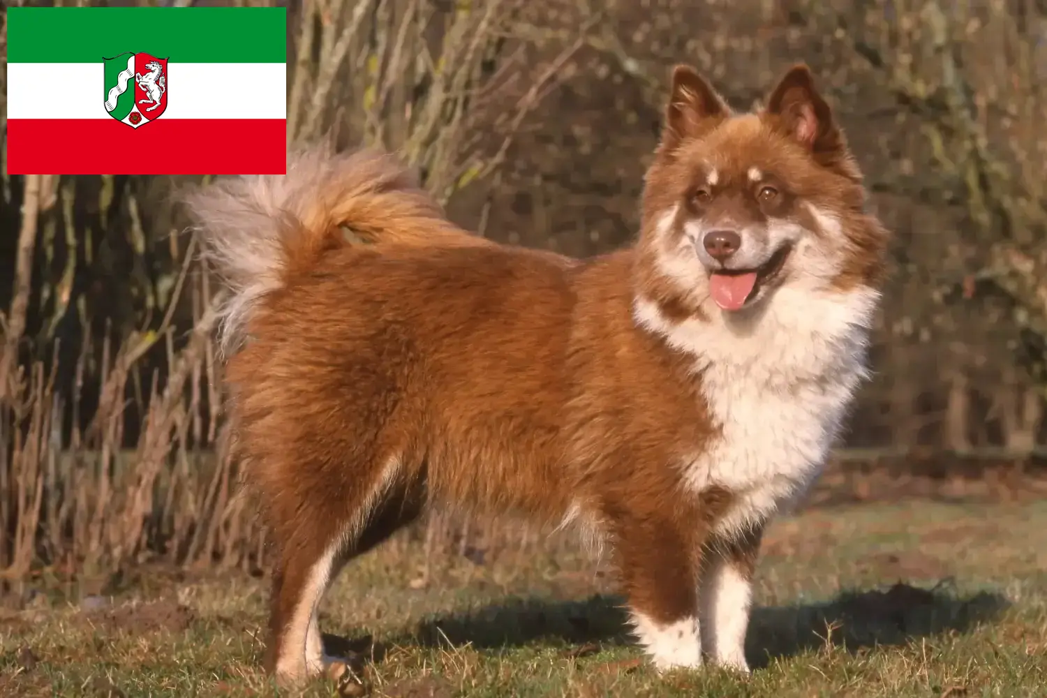 Read more about the article Finnish Lapphund crescători și căței în Renania de Nord-Westfalia