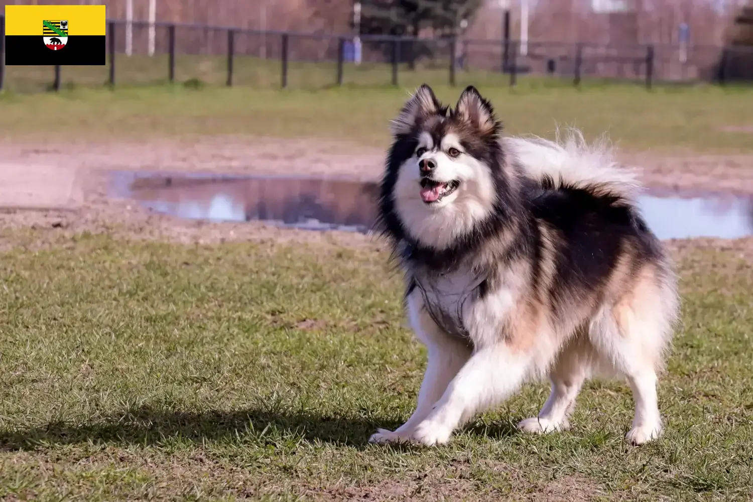 Read more about the article Finnish Lapphund crescători și căței în Saxonia-Anhalt