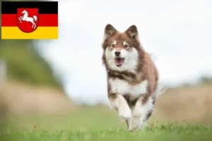 Read more about the article Finnish Lapphund crescători și căței în Saxonia Inferioară