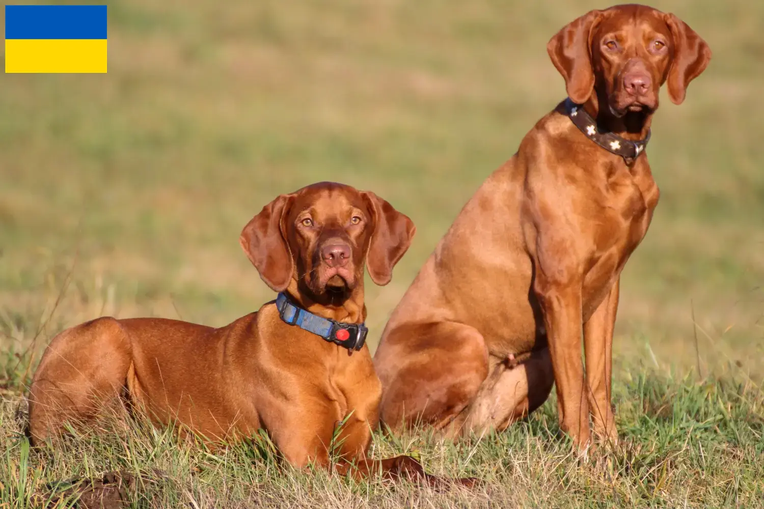 Read more about the article Magyar Vizsla crescători și căței în Ucraina