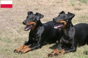 Read more about the article Manchester Terrier crescători și căței în Polonia