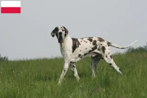 Read more about the article Crescători și căței Great Dane în Polonia